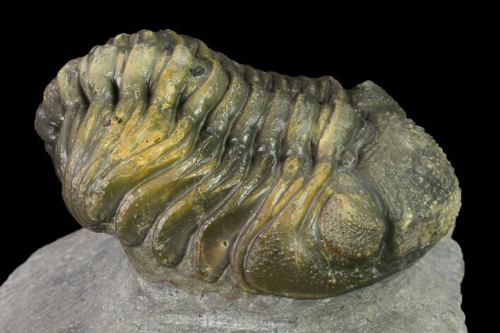 Detailed Morocops Trilobite - Ofaten, Morocco #137558